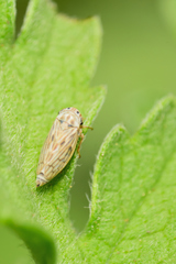 Agalliini