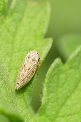 Agalliini