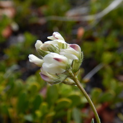 Astragalus australis