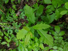 Quercus × leana