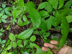 Quercus × leana