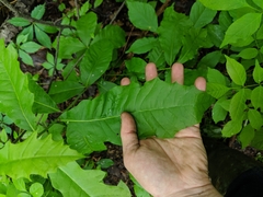 Quercus × leana
