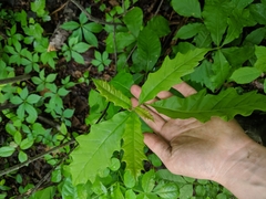 Quercus × leana