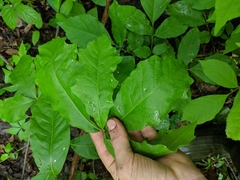 Quercus × leana