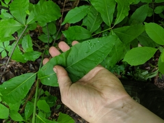 Quercus × leana