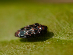 Brachys ovatus