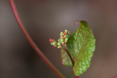 Fallopia cilinodis