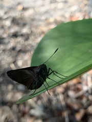 Asbolis capucinus