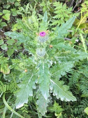 Cirsium brevistylum