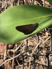 Asbolis capucinus