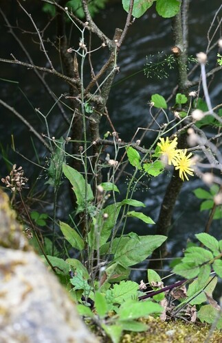 Surrey hawkweed (Hieracium surrejanum)