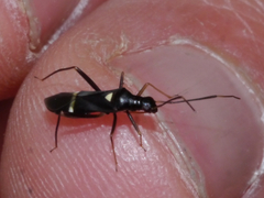 Pseudoxenetus regalis