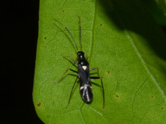 Pseudoxenetus regalis