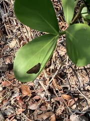 Asbolis capucinus