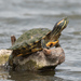 Cumberland Slider - Photo (c) Tracey Fandre, some rights reserved (CC BY-NC-ND), uploaded by Tracey Fandre