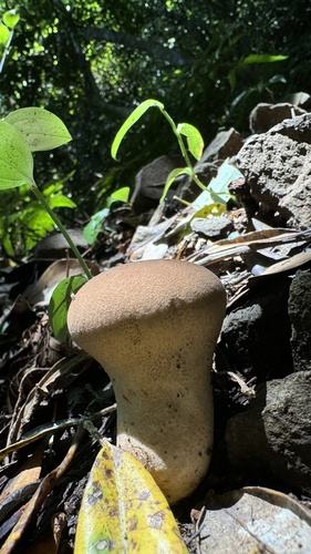 Calvatia craniiformis