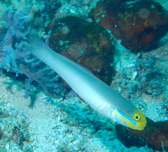 Valenciennea strigata