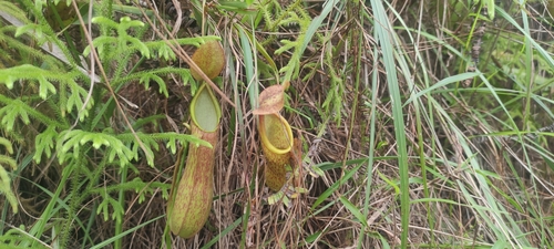 Nepenthes observed 2024-07-04