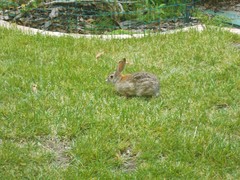 Sylvilagus audubonii