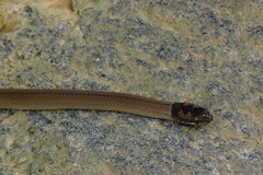 Liophidium torquatum