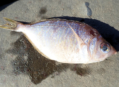 Parequula melbournensis