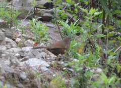 Trochalopteron imbricatum