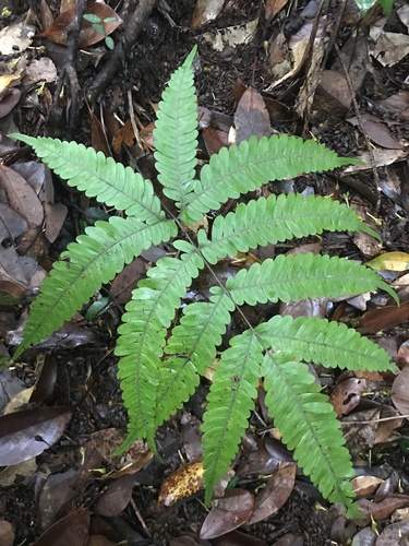 Pteris natiensis iNat (2)