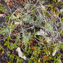 Astragalus australis