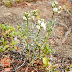 Astragalus australis