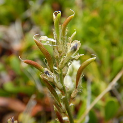 Astragalus australis