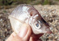 Parequula melbournensis