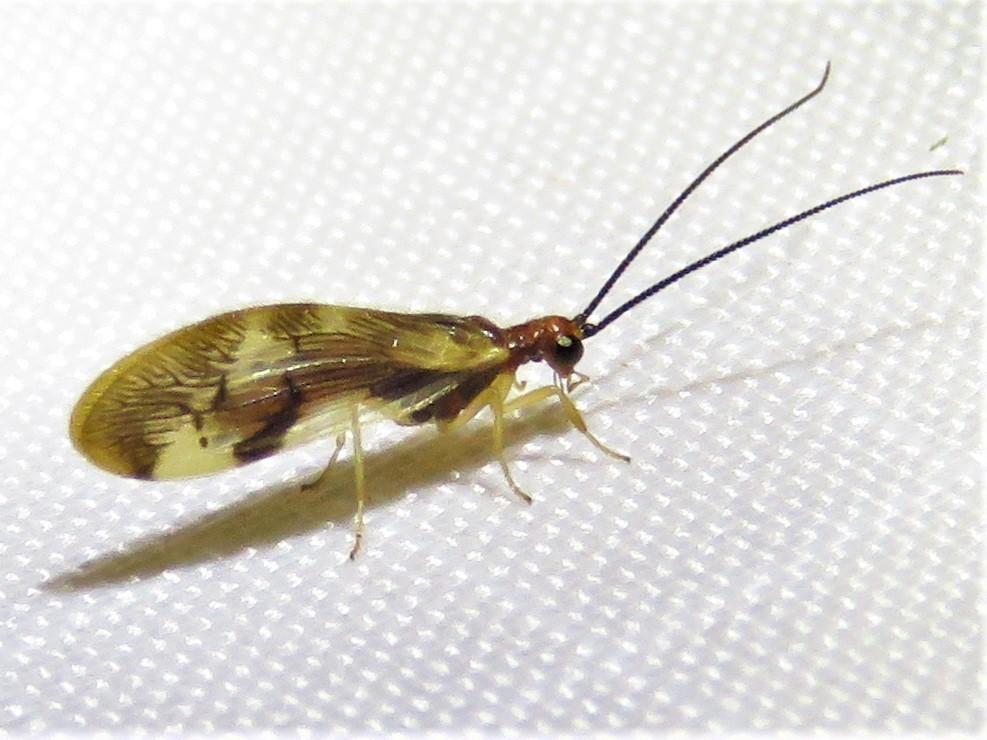Climacia areolaris