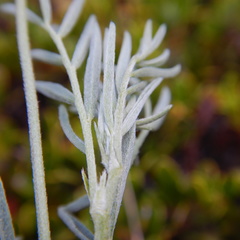 Astragalus australis