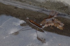 Limnoporus