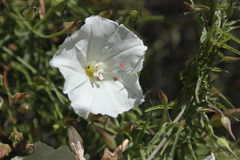 Balaustium