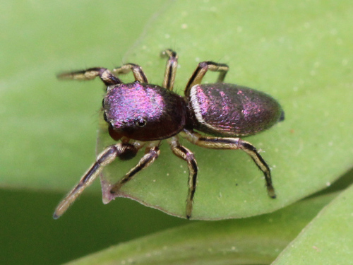 Thin-spined Jumping Spider
