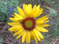 Gaillardia aristata