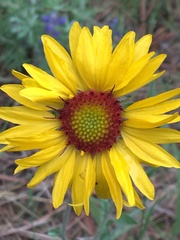Gaillardia aristata