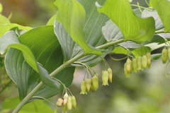 Polygonatum biflorum commutatum