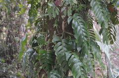 Rhaphidophora decursiva