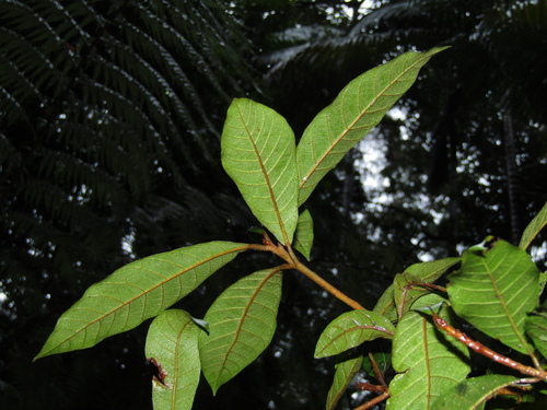 Image of Niemeyera whitei by (c) Samuel Frankel, some rights reserved (CC BY)