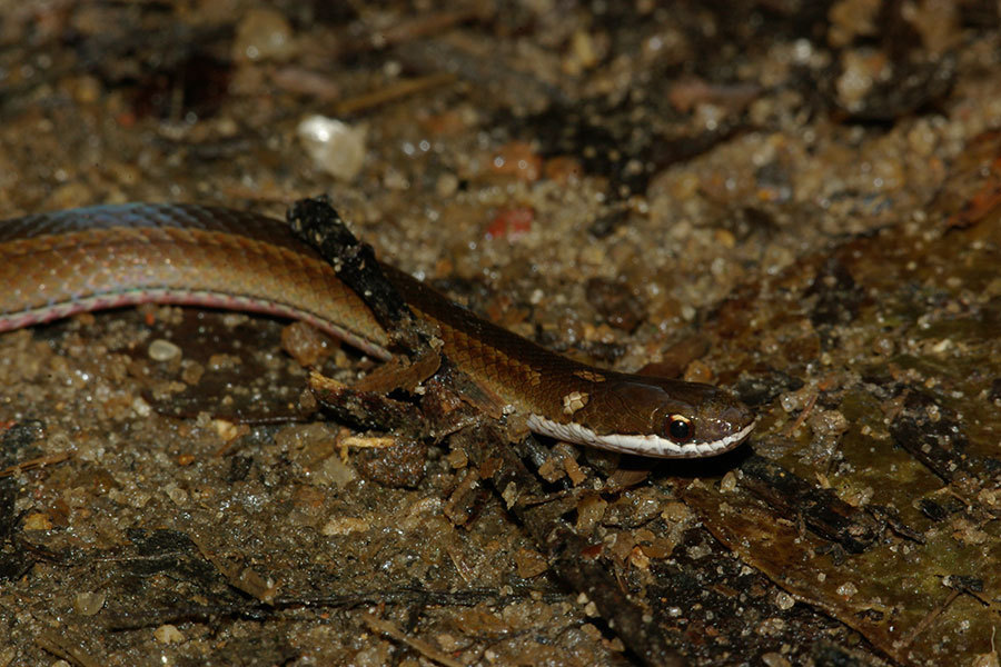 Slender Smooth Snake