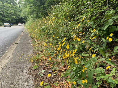 irregular-toothed hawkweed (Hieracium lepiduloides)