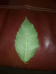 Ulmus
