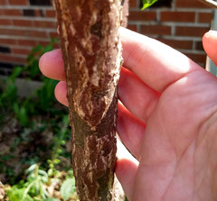 Ulmus