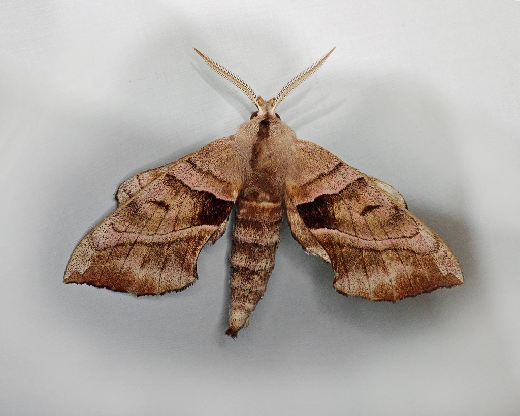 Walnut Sphinx from Salem, NH 03079, USA on July 4, 2024 at 04:27 AM by ...