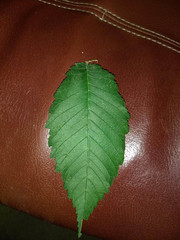 Ulmus