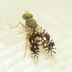 Euaresta bellula