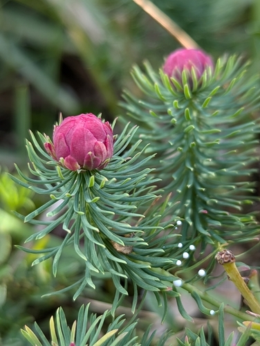Spurgia euphorbiae