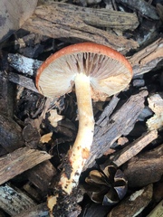 Leratiomyces ceres
